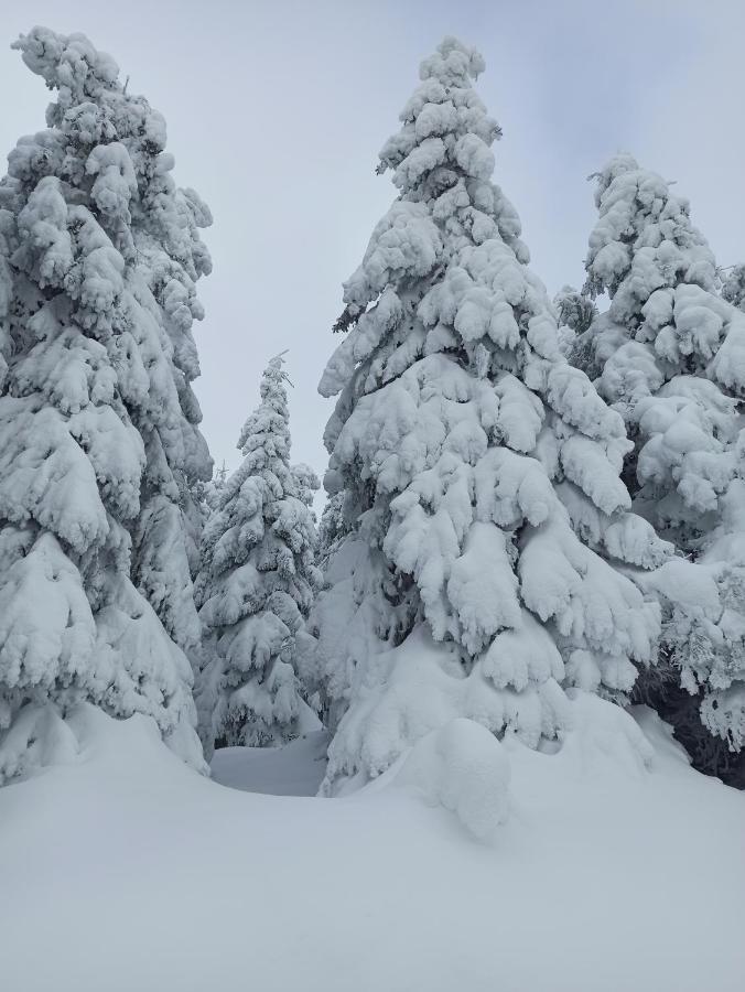 Walpurgis Hexe Lägenhet Braunlage Exteriör bild